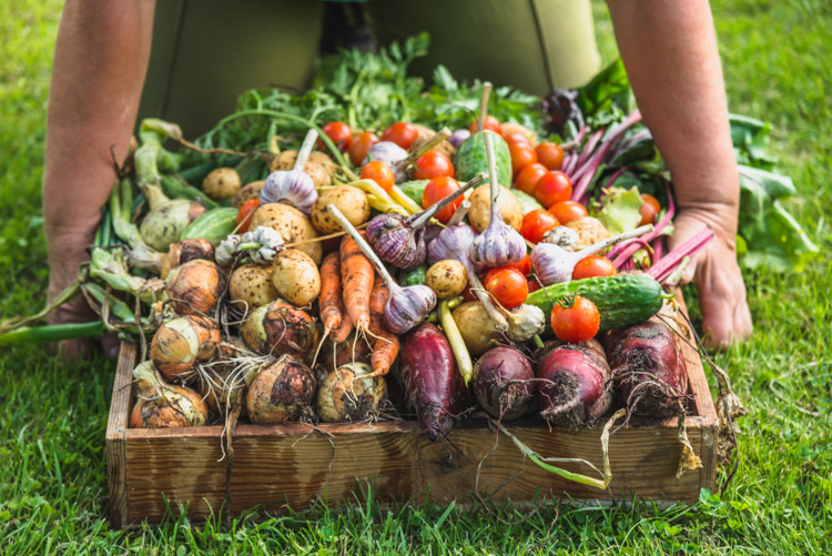 fresh veggies